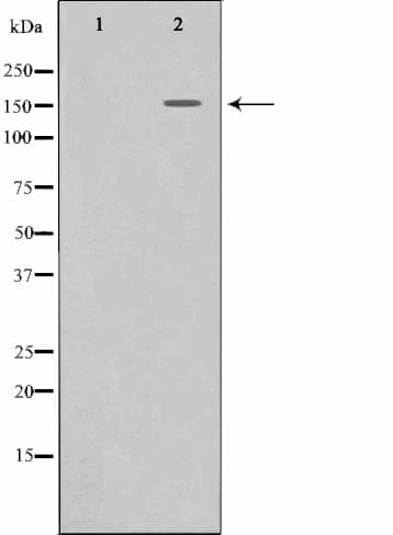 c-Met Antibody