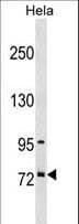 SUGP1 / SF4 Antibody (aa364-393)