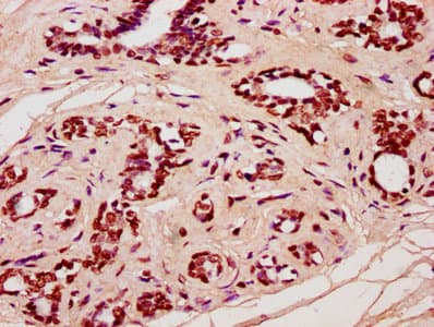 HIST1H4I Antibody