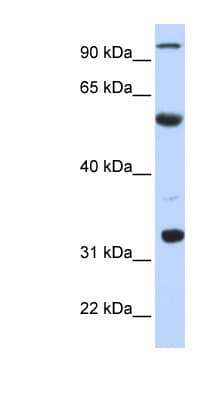 APOBEC1 Antibody (N-Terminus)