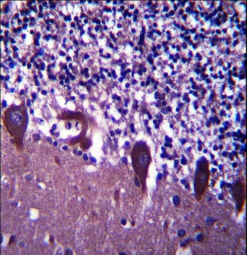 TLE6 Antibody (aa30-58)