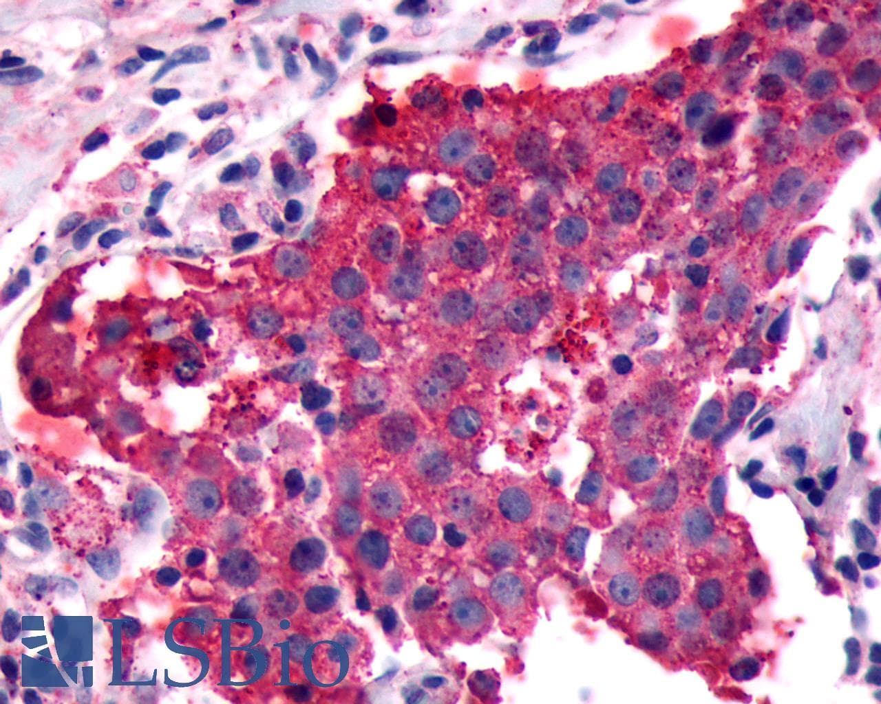 PathPlus™ PGR1 / GPR153 Antibody (Extracellular Domain)