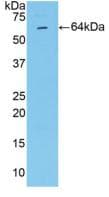 MMP2 Antibody (aa445-660, Cy3)