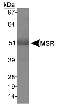 MSR1 / CD204 Antibody (Internal, Biotin)