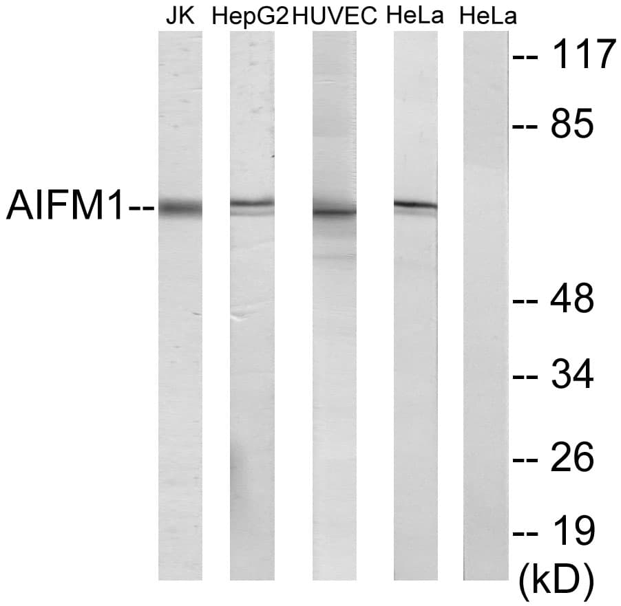 AIFM1 / AIF / PDCD8 Antibody (aa51-100)