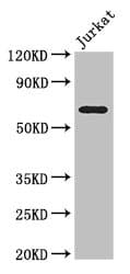 Polyclonal Rabbit anti-Human SLC38A9 Antibody (IHC, IF, WB)