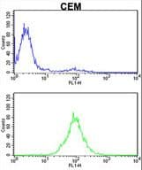 IHC-plus™ KPNB1 / Importin Beta Antibody (aa190-216)