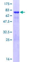 Human WWP2 Protein (Recombinant GST)