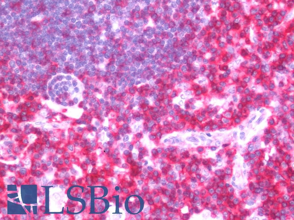 PathPlus™ CD44 Antibody (clone BU52, Azide-free)