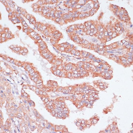 CDC20 Antibody