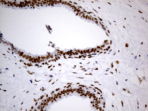 TP53BP1 / 53BP1 Antibody (aa1-300, clone OTI2G3)