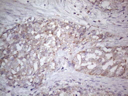 SDHB Antibody (clone OTI1H6, Carrier-free)