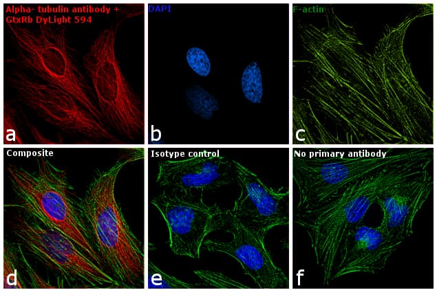 Goat Anti-Rabbit IgG Secondary Antibody (DY594)