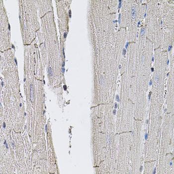 SLC2A3 / GLUT3 Antibody