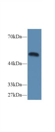 CASP9 / Caspase 9 Antibody (aa1-200)