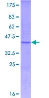 Human TNFRSF19L / RELT Protein (Recombinant GST, N-terminus)
