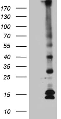 C5orf56 Antibody (clone OTI2H3, Carrier-free)