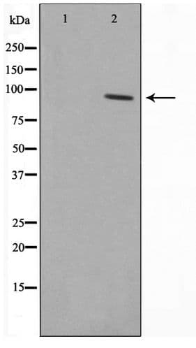 RBAK Antibody