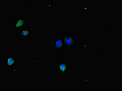 DLX5 Antibody
