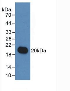 IL19 Antibody