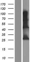 INS-IGF2 Protein (Over-Expression Lysate Myc-DDK (Flag))