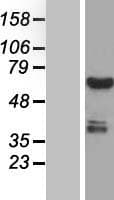 CWF19L1 Protein (Over-Expression Lysate Myc-DDK (Flag))
