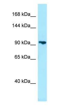 PDE8B Antibody (aa388-437)