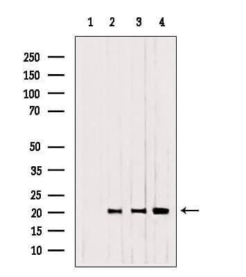 Cnpy2 / TMEM4 Antibody