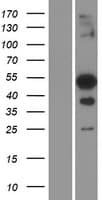 Human TFEC Protein (Over-Expression Lysate Myc-DDK (Flag))
