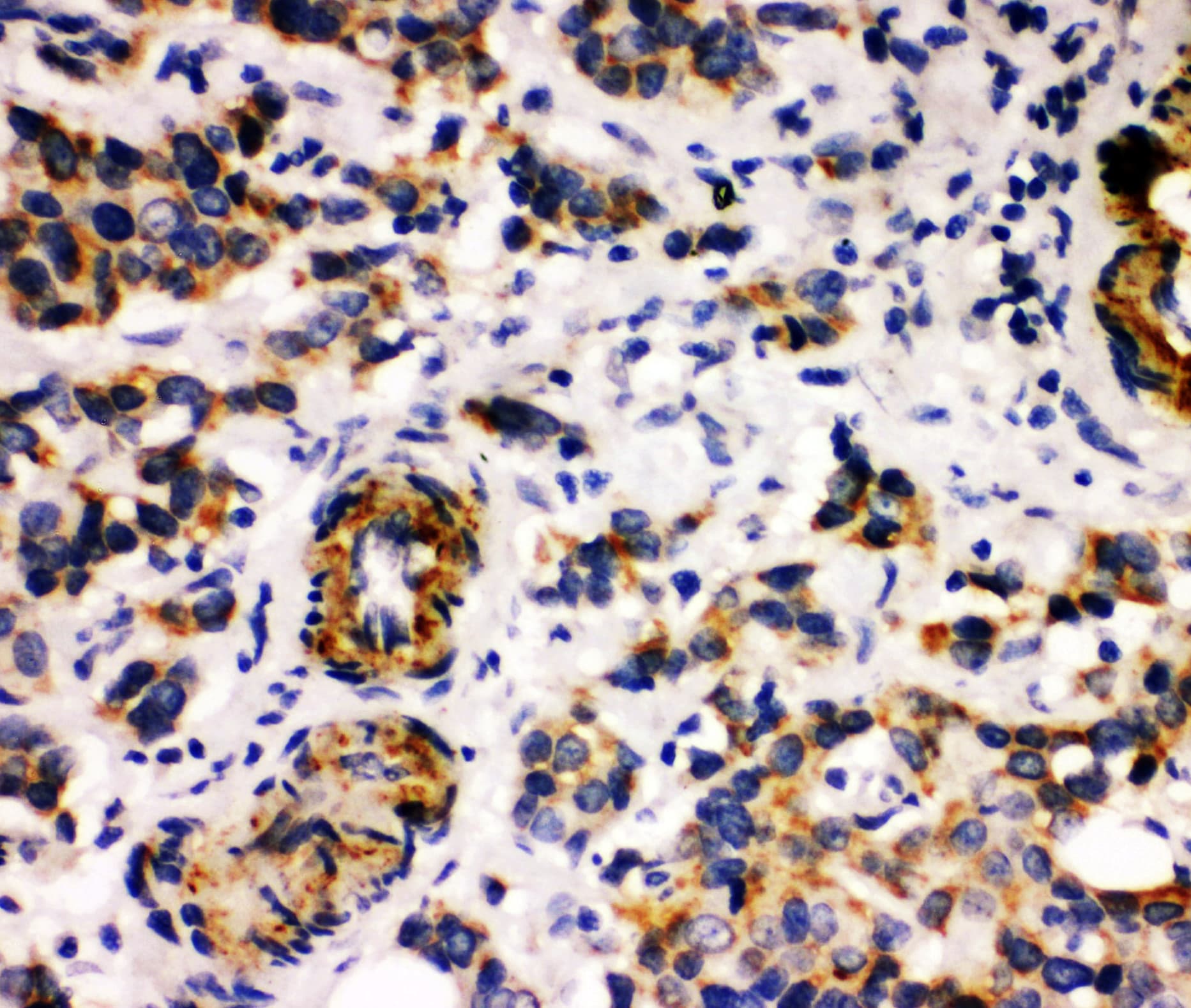 MFGE8 /Lactadherin Antibody (aa165-180)