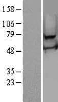 RSHL2 Protein (Over-Expression Lysate Myc-DDK (Flag))