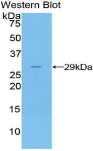 DNASE1 / DNase I Antibody (Biotin)