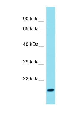 FAM107B Antibody (aa51-100)