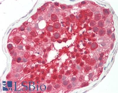 RANBP1 Antibody (C-Terminus)