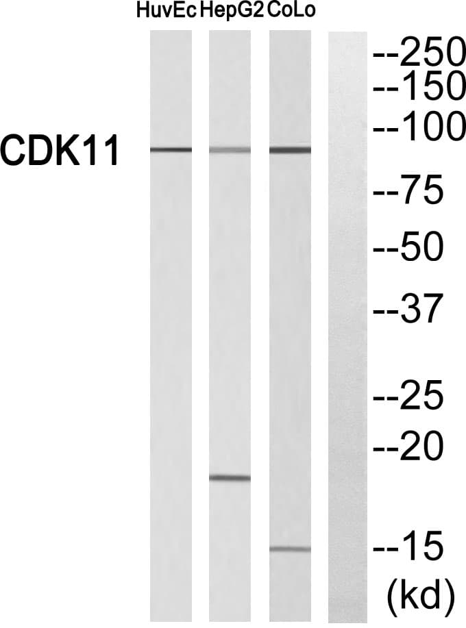 CDK19 / CDK11 Antibody