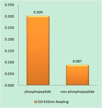 TP53 / p53 Antibody (phospho-Thr387)