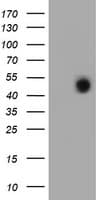 FOXI1 Antibody (aa111-350, clone OTI5D3, Carrier-free)