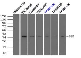 SSB / La Antibody (clone OTI2C8)
