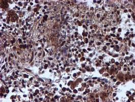 TIP48 / RUVBL2 Antibody (aa113-370, clone OTI1H10, Carrier-free)