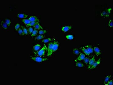 SCGF Antibody (aa22-323)