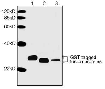 GST / Glutathione S-Transferase Antibody (clone 2F10B9)