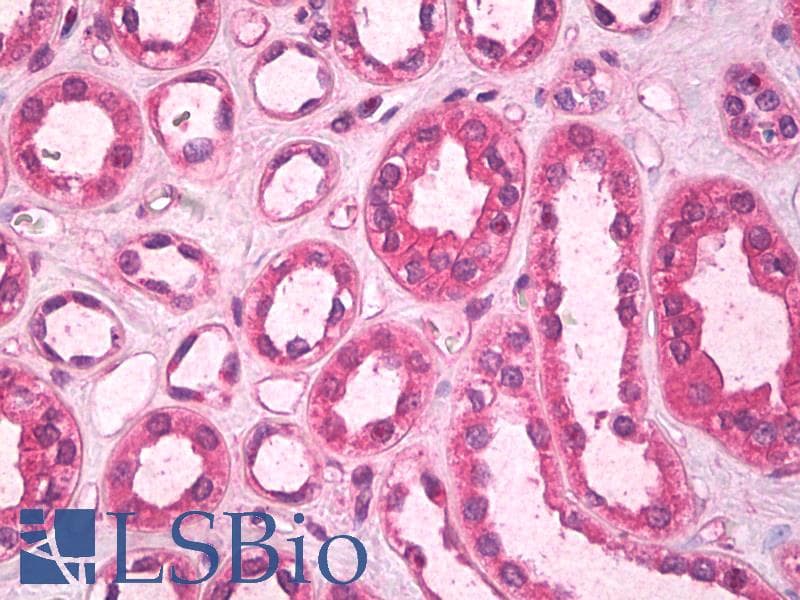 IHC-plus™ SCGF Antibody