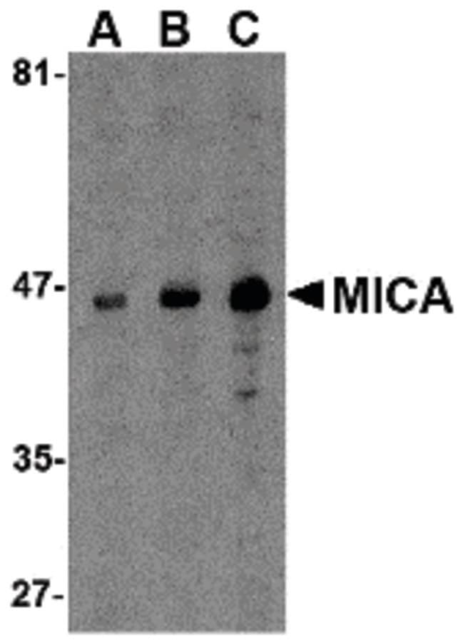 MICA Antibody