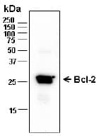 BCL2 / Bcl-2 Antibody (C-term, Preservative Free, Biotin)