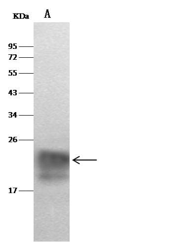 CST7 / Cystatin F Antibody (Preservative Free)