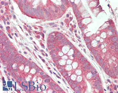 IHC-plus™ CD28 Antibody (aa1-50)