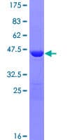 Human MDP-1 Protein (Recombinant GST)
