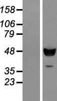 C18orf25 / ARKL1 Protein (Over-Expression Lysate Myc-DDK (Flag))