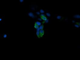 MAPK4 / ERK4 Antibody (clone OTI2D7)