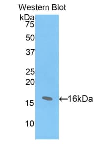 HIST2H2AC Antibody (aa1-129)